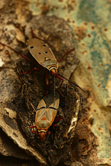 Dysdercus intermedius