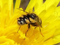 Parhelophilus rex