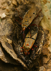 Dysdercus intermedius