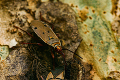 Probergrothius