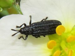 Anisostena nigrita