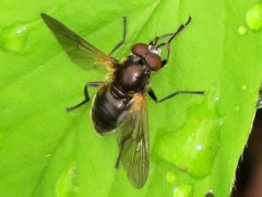 Blera nigra