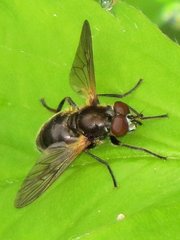 Blera nigra