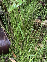 Poa tenera
