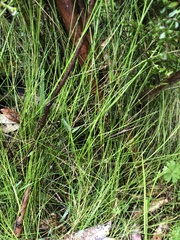 Poa tenera