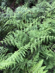 Hypolepis glandulifera