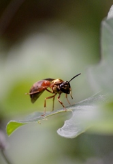 Polybia chrysothorax