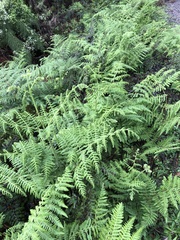 Hypolepis glandulifera