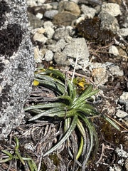 Celmisia major brevis