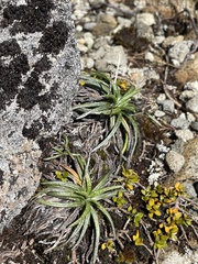 Celmisia major brevis