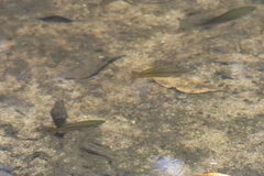 Melanotaenia splendida