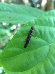 Xiphydriidae