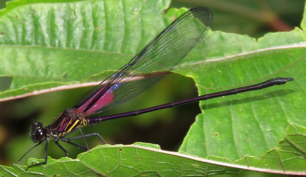 Purplish Rubyspot