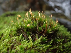 Ptychomitrium polyphyllum