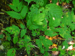 Actaea spicata acuminata