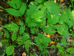 Actaea spicata acuminata