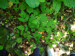 Actaea spicata acuminata