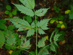 Actaea spicata acuminata