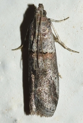 Acrobasis obliqua