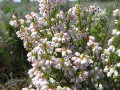 Erica margaritacea