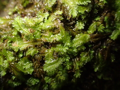 Saccogyna viticulosa
