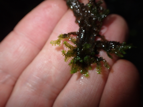 Image of Jubula hutchinsiae by (c) George Greiff, some rights reserved (CC BY)