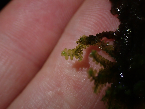 Image of Jubula hutchinsiae by (c) George Greiff, some rights reserved (CC BY)
