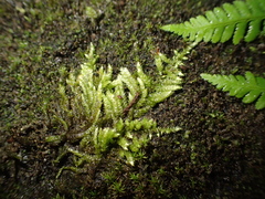 Hyocomium armoricum