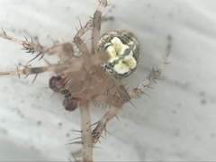 Araneus pegnia