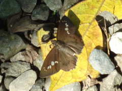 Seseria formosana