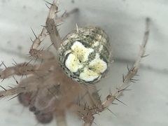 Araneus pegnia