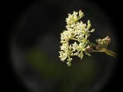 Seseli montanum
