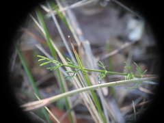 Seseli montanum