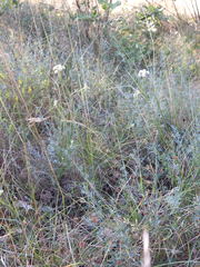 Seseli montanum