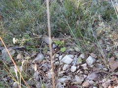 Seseli montanum
