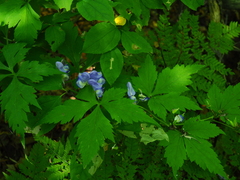 Aconitum axilliflorum
