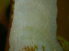 Membranipora rustica