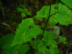 Saussurea subtriangulata