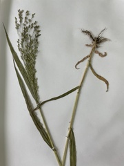 Panicum miliaceum