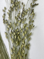Panicum miliaceum