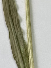 Panicum miliaceum