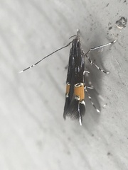 Cosmopterix gemmiferella
