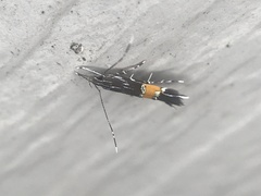 Cosmopterix gemmiferella