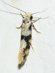 Infurcitinea