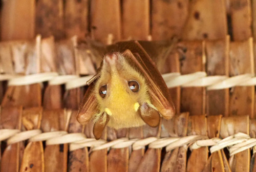 Minor Epauletted Fruit Bat (Epomophorus minor) — Least Concern Mammalia