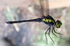 Agrionoptera longitudinalis longitudinalis