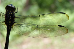 Agrionoptera longitudinalis longitudinalis