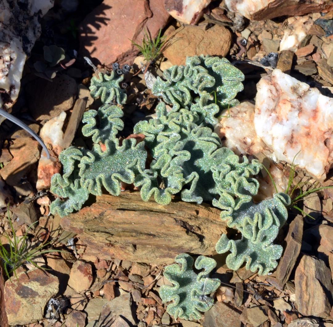 plantas (reino Plantae) · BioDiversity4All, image size:1080x1061