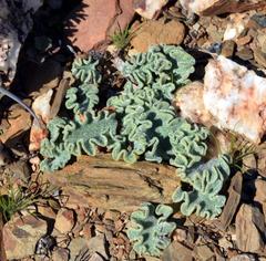 Eriospermum titanopsoides