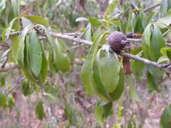 Hyperacanthus amoenus